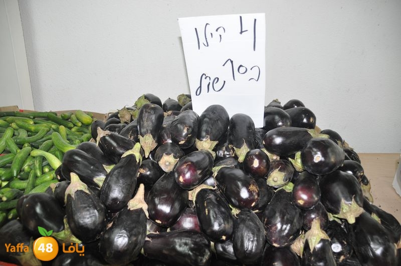 setona2y 830 (8).JPG